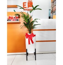 PALMERA RAFIA CON SOPORTE