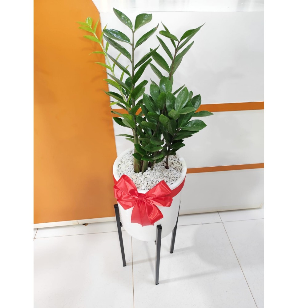 ZAMIO CON SOPORTE
