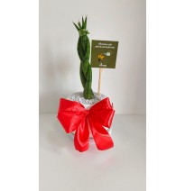 SANSEVERIA