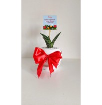 SANSEVERIA
